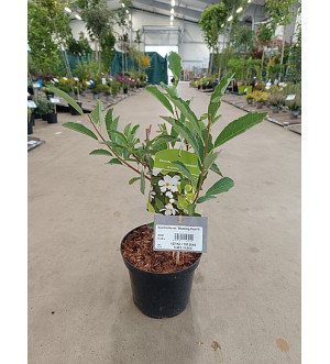 Exochorda rac. 'Blushing Pearl'® C 2,5 L